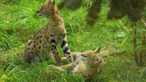 Close up Serval cat  Stock Footage 268759255