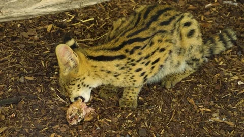 Close up Serval cat  Stock Footage 269407919