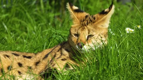 Close up of a Serval cat resting Stock Footage 275516998