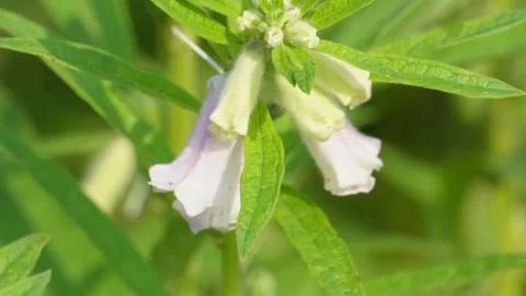 Close-Up of Sesame Flowers Stock Footage 311726546
