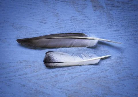 Close up of set of different feathers Fotos Stock