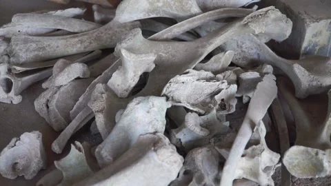 Close up of set of human bones accumulated because volcano eruption Stock Footage 236891795
