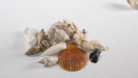 Close up of a set of scattered seashells on a white surface background  Stock Footage 89187204