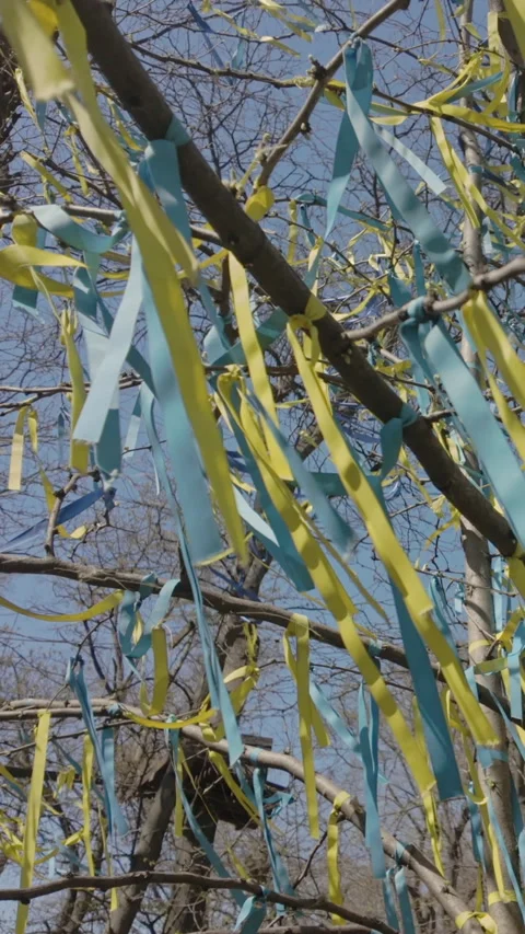 Close-up of set of yellow and blue ribbons, symbolising flag of Ukraine, tied to Stock Footage 324250268