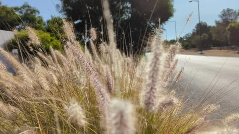 Close Up Of Setaria Virdis Plants In Field Swaying In Wind Видео 241361599