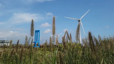 Close up of setaria viridis swaying in the wind. Stock Footage 117416280