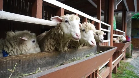 Close up of seven sheep eating grass in their pen Stock Footage 263174909