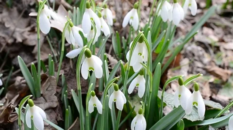 Close-up of several blooming snowdrop flowers blown by wind Video stock 48269952