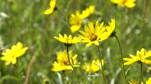 Close up of several bright yellow arnica flowers in yellowstone Stock Footage
