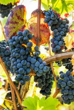 Close-up of several clusters of red grapes hanging from the vine with colourful Stock Photos