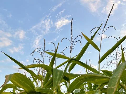 Close-up of several corn plants against a blue sky with clouds Stock Photos
