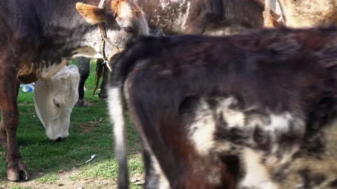 Close-up of several cows walking through the pasture guided by their owner Stock Footage 164587726