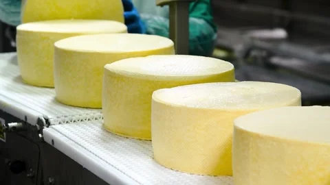 A close-up of several cylindrical cheese wheels placed on an automated prod.. Stock Footage 328227652