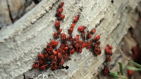 Close-up of several firebugs, Pyrrhocoris apterus, on the birch trunk.  many  Stock Footage 106097405