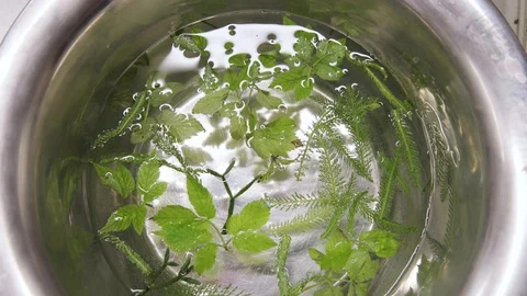 Close-up several fresh different green herbs floating in clear transparent water Stock Footage 129458364