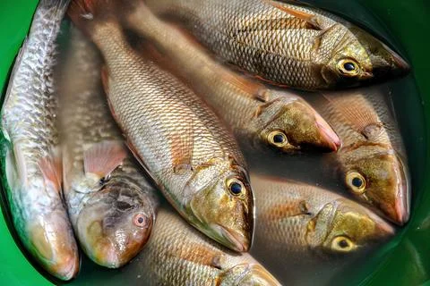 Close-up of several freshly caught fish submerged in water Stock Photos