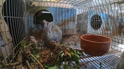Close-up of several gray rabbits coming out of their cage hole, 4k Stock Footage 170673615