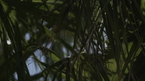 Close up of several green palm tree leaves in the wind breeze on a hot sunny Stock Footage 137639391