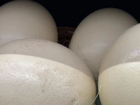 A close-up of several large, white ostrich eggs 스톡 사진
