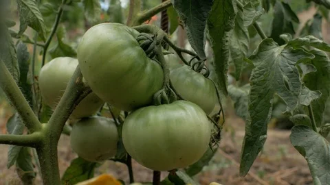 Close-up of several not ripe green tomatoes growing on a branch in the garden Stock Footage 111281353