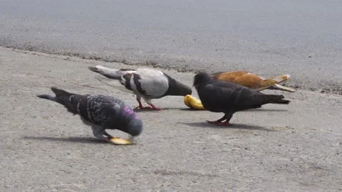 Close-up of several pigeons eating bread on the road Stock Footage 150289062