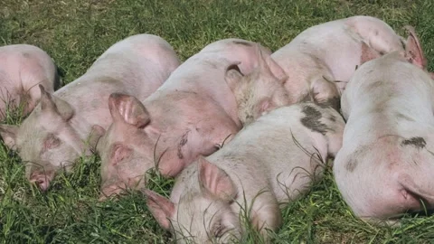 Close-up of several pigs in grass. Ambury Farm, Auckland, New Zealand Stock-Footage 296045545