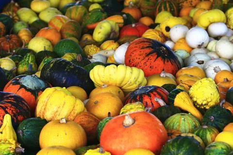 Close-up of several pumpkins in different forms and colors Stock Photos