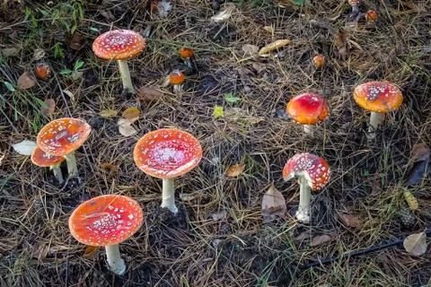 Close up of several red toadstools (fly agaric) filled with water Stock Photos