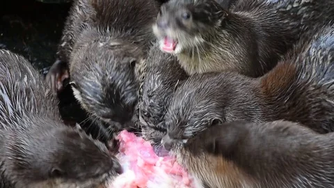 Close up of several river otters eat chicken meat Stock Footage 82266955