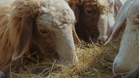 Close-up of several sheep with fluffy wool eating hay, showcasing Stock Footage 282045214