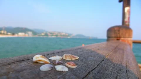 A Close-up of Several Small Shells in the Bench Stock Photos