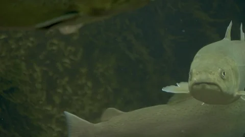 Close up of several trout swimming Stock Footage 105362963