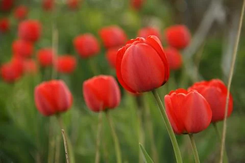 Close-up of several tulip buds Stock Photos