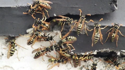 Close up of several wasps protect their nest by the rooftop Stock Footage 54131798