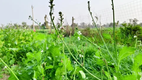 Close-up of severe aphid infestation destroying a Radish Pods plant Видео 326123074