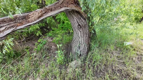 Close-up of a severely broken and splintered tree branch hanging from the m.. Stock Footage 336069940
