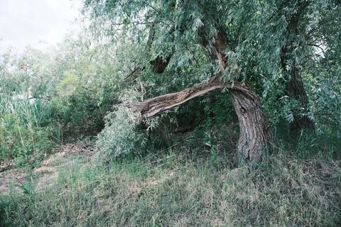 Close-up of a severely broken and splintered tree branch hanging from the m.. Stock Photos