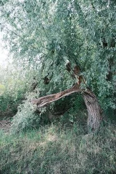 Close-up of a severely broken and splintered tree branch hanging from the m.. Stock Photos