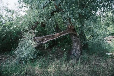 Close-up of a severely broken and splintered tree branch hanging from the m.. Stock Photos