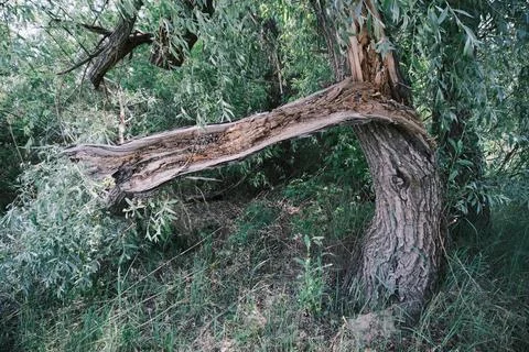 Close-up of a severely broken and splintered tree branch hanging from the m.. Stock Photos