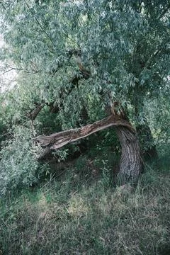 Close-up of a severely broken and splintered tree branch hanging from the m.. Stock Photos