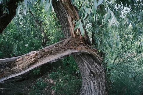 Close-up of a severely broken and splintered tree branch hanging from the m.. Stock Photos