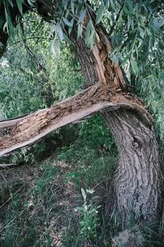 Close-up of a severely broken and splintered tree branch hanging from the m.. Stock Photos
