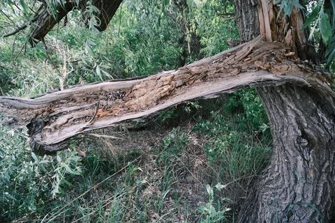 Close-up of a severely broken and splintered tree branch hanging from the m.. Stock Photos