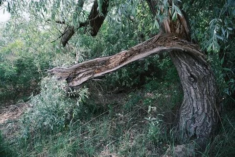 Close-up of a severely broken and splintered tree branch hanging from the m.. Stock Photos