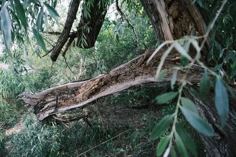 Close-up of a severely broken and splintered tree branch hanging from the m.. Stock Photos