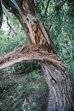 Close-up of a severely broken and splintered tree branch hanging from the m.. Stock Photos