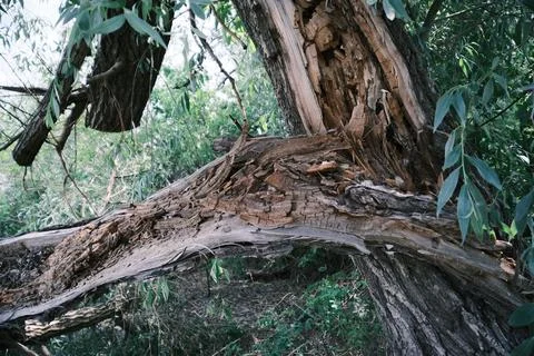 Close-up of a severely broken and splintered tree branch hanging from the m.. Stock Photos