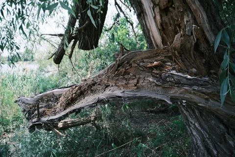 Close-up of a severely broken and splintered tree branch hanging from the m.. Stock Photos