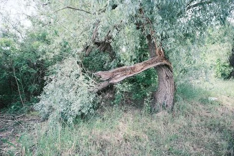 Close-up of a severely broken and splintered tree branch hanging from the m.. Stock Photos